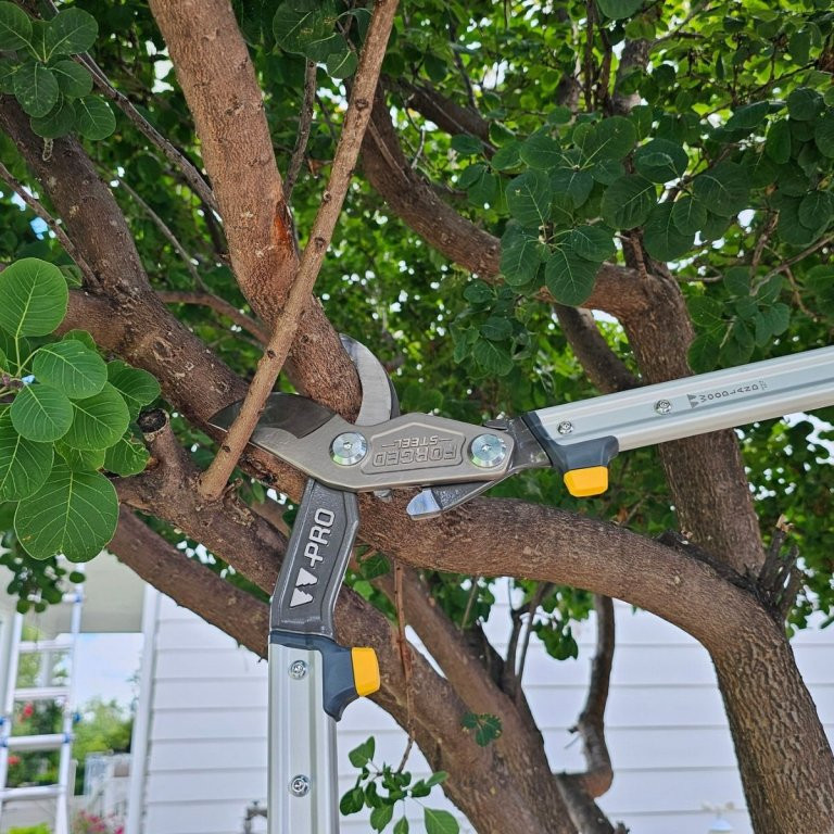 The Pro Series 32 inch Forged Lopper cutting a branch in a tree