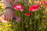 Preparing Your Garden in Spring: A Season Starter Guide