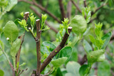 7 Myths About Pruning