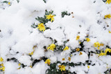 December Garden Tasks and Holiday Gifts for Gardeners