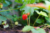 Beat the Heat: Essential Summer Gardening Tips