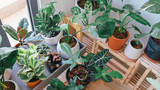 Winter Wonderland: Nurturing Your Houseplants Through the Chill