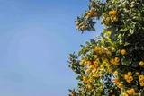 Pruning Fruit Trees: The Art and Science of a Good Cut