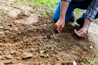What Zone Am I In? USDA Hardiness Zones