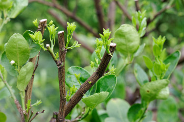 7 Myths About Pruning