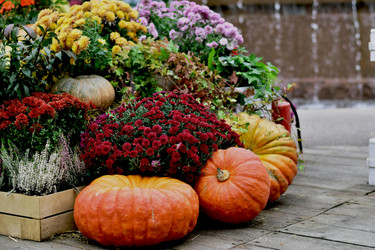 September Garden Survival Guide