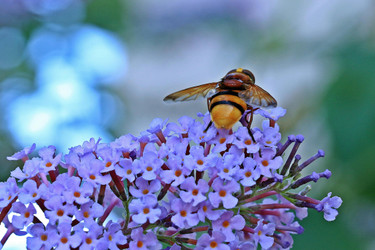 How to Create a Pollinator Garden That Bees Love