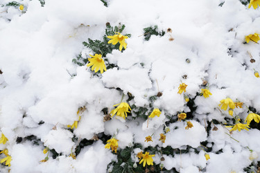 December Garden Tasks and Holiday Gifts for Gardeners