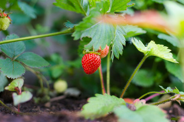 Beat the Heat: Essential Summer Gardening Tips