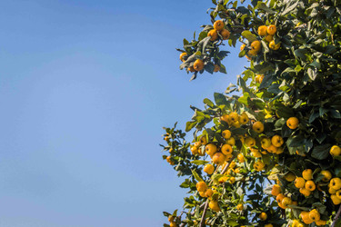 Pruning Fruit Trees: The Art and Science of a Good Cut