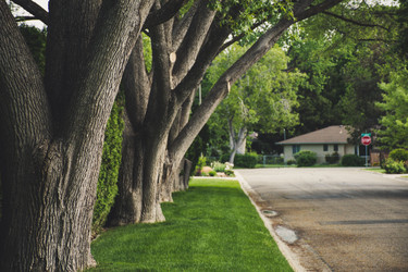 Tree Pruning Tools by Branch Size