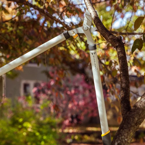 The Regular Duty Lopper reaching up to cut a branch on an ornamental tree