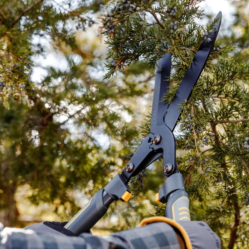 The Super Duty MaxForce Hedge Shears trimming a berried juniper