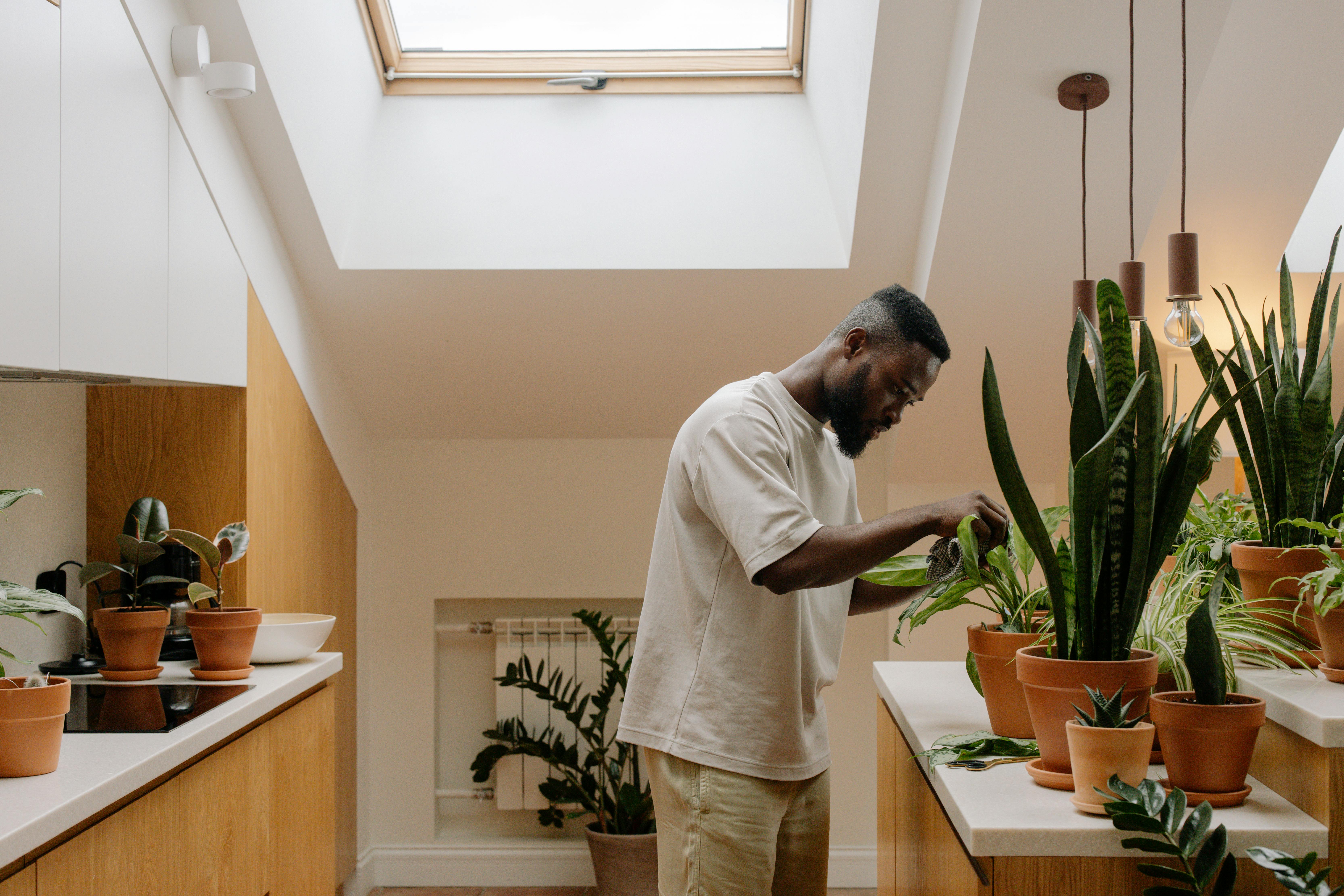 indoor plants