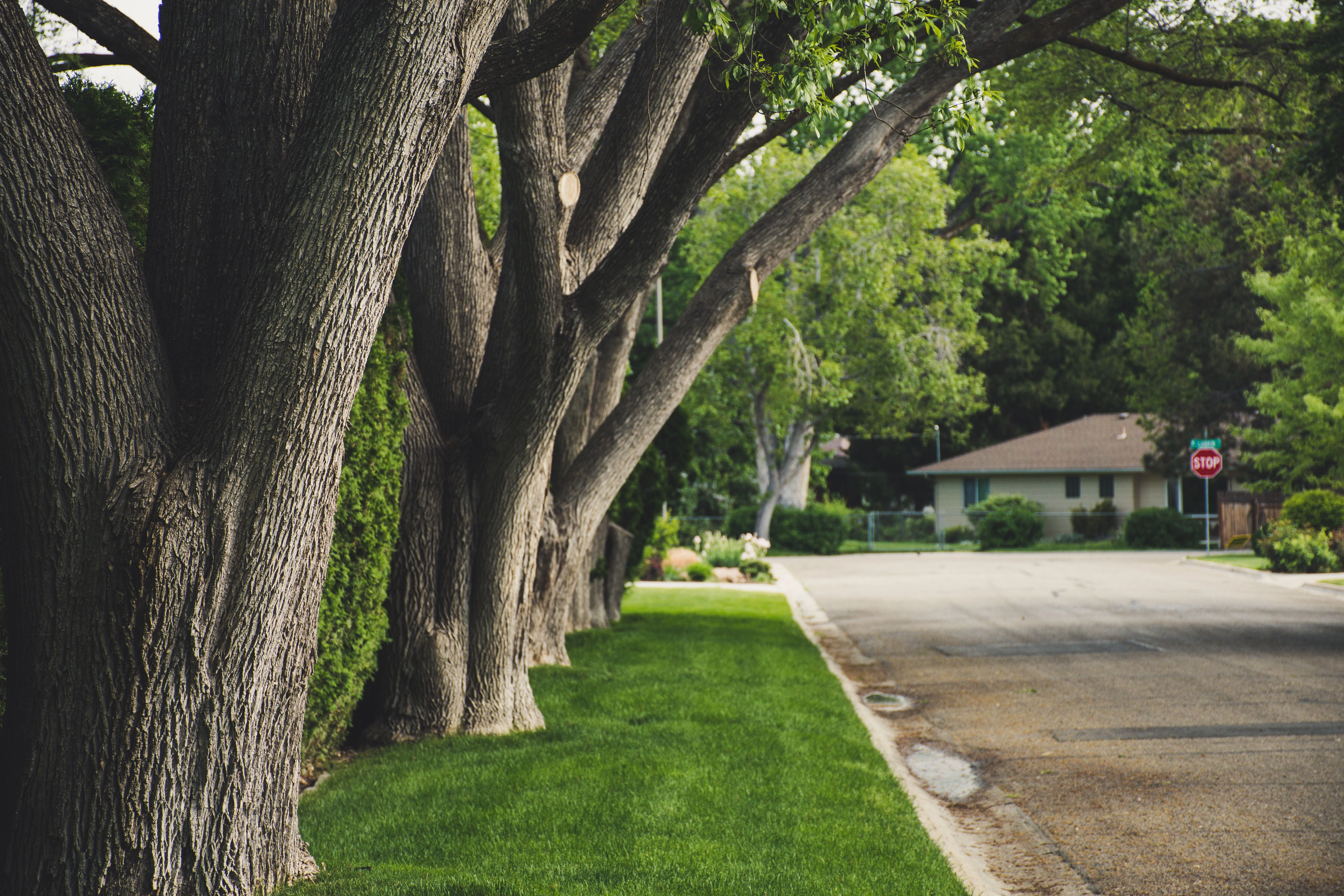 trimmed trees along road
