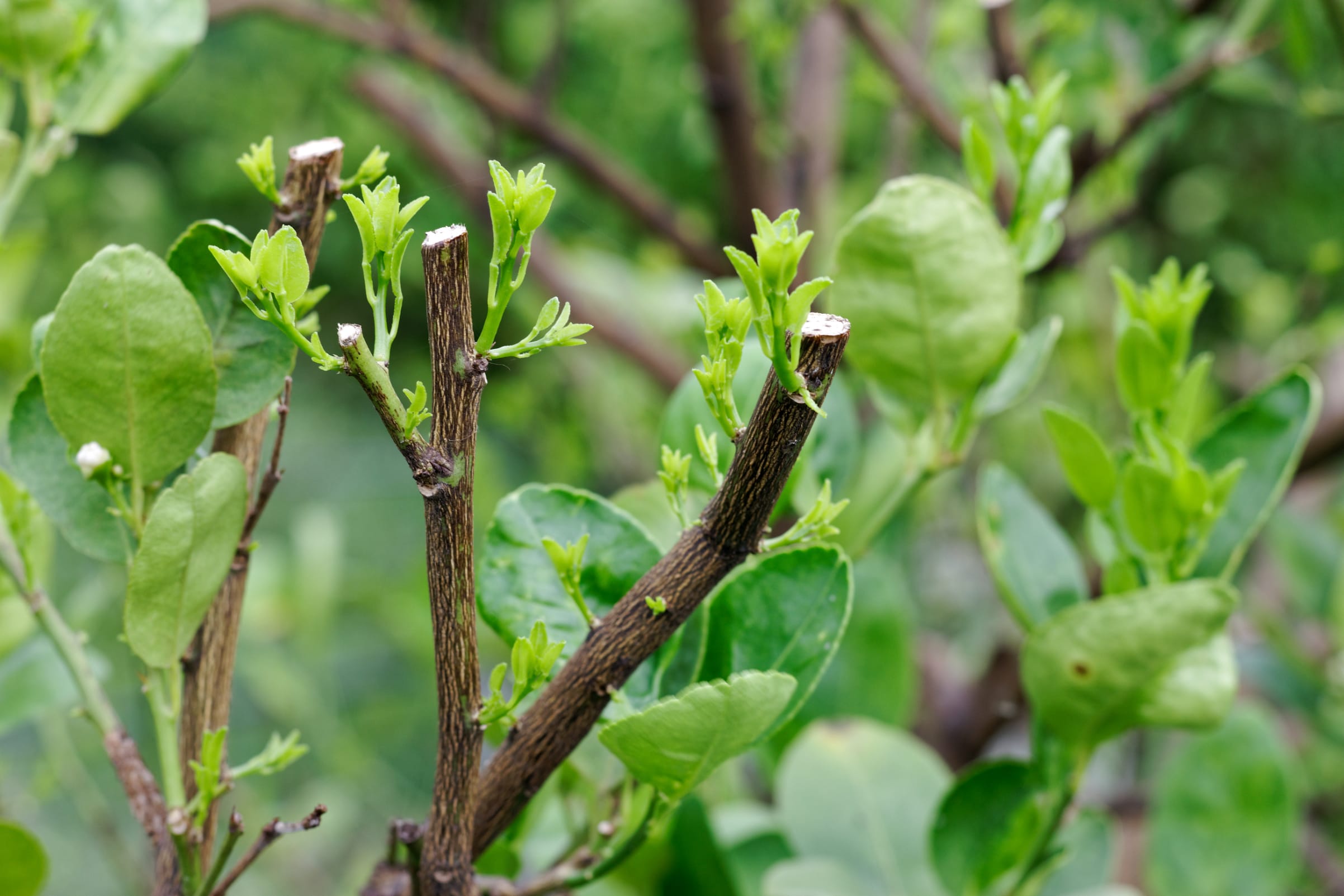 7 Myths About Pruning - Woodland Tools Co.