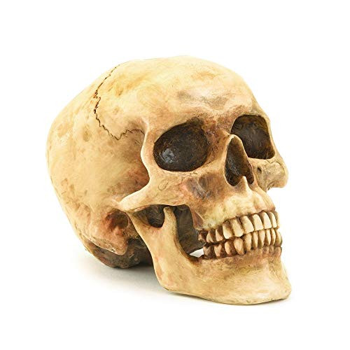 Grinning Highly Realistic Replica Human Skull Statue