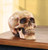 Grinning Highly Realistic Replica Human Skull Statue