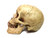 Grinning Highly Realistic Replica Human Skull Statue