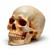 Handcrafted Skull Life-Size v3