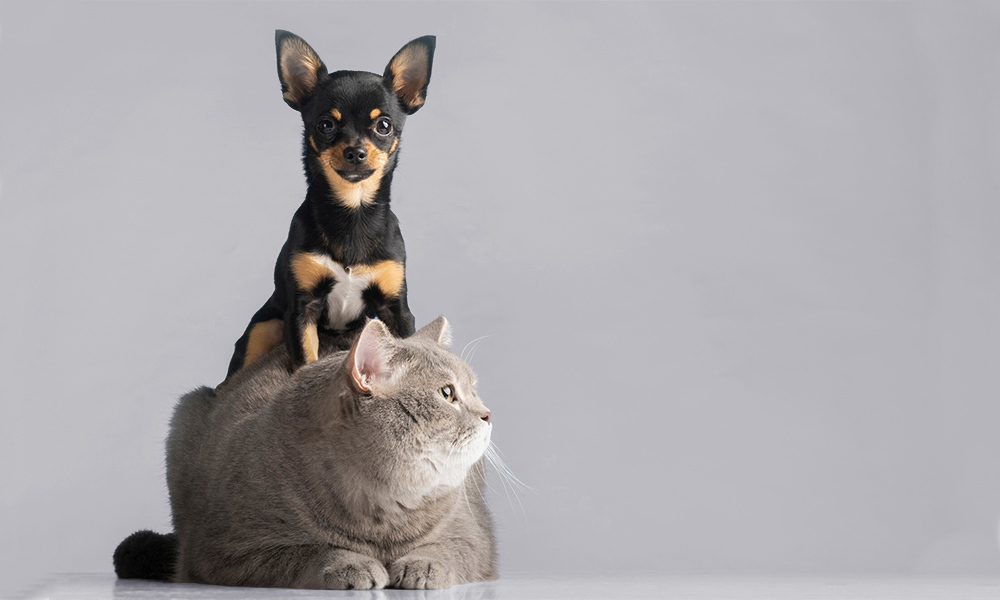 Veterinaria en Farmacia Niubò