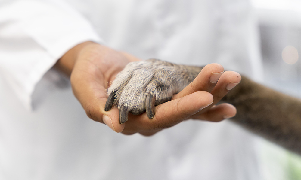 Veterinaria en Farmacia Niubò