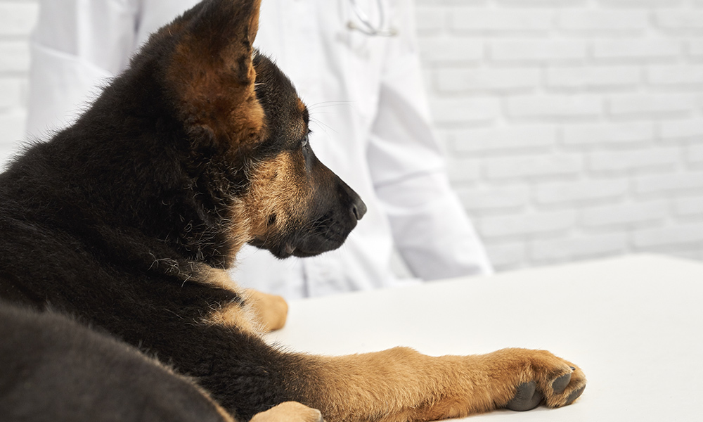 Veterinaria en Farmacia Niubò