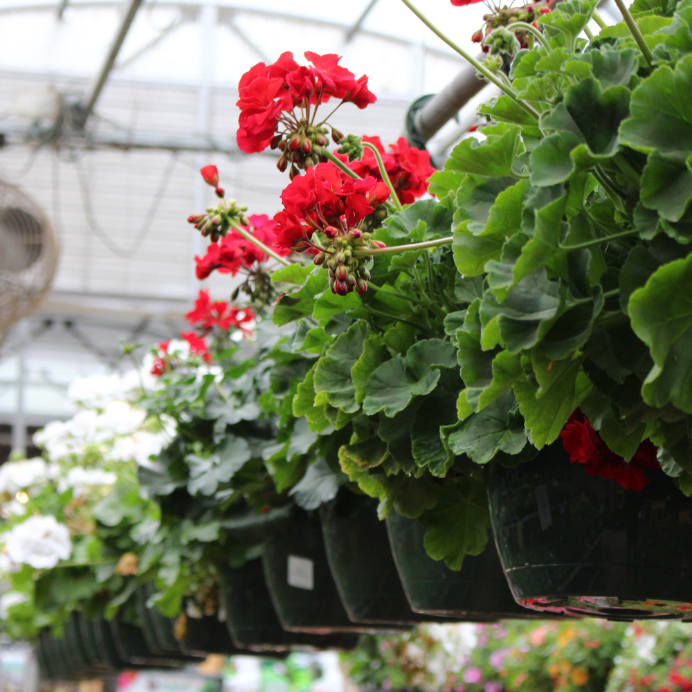Geranium Hanging Basket 10 inch