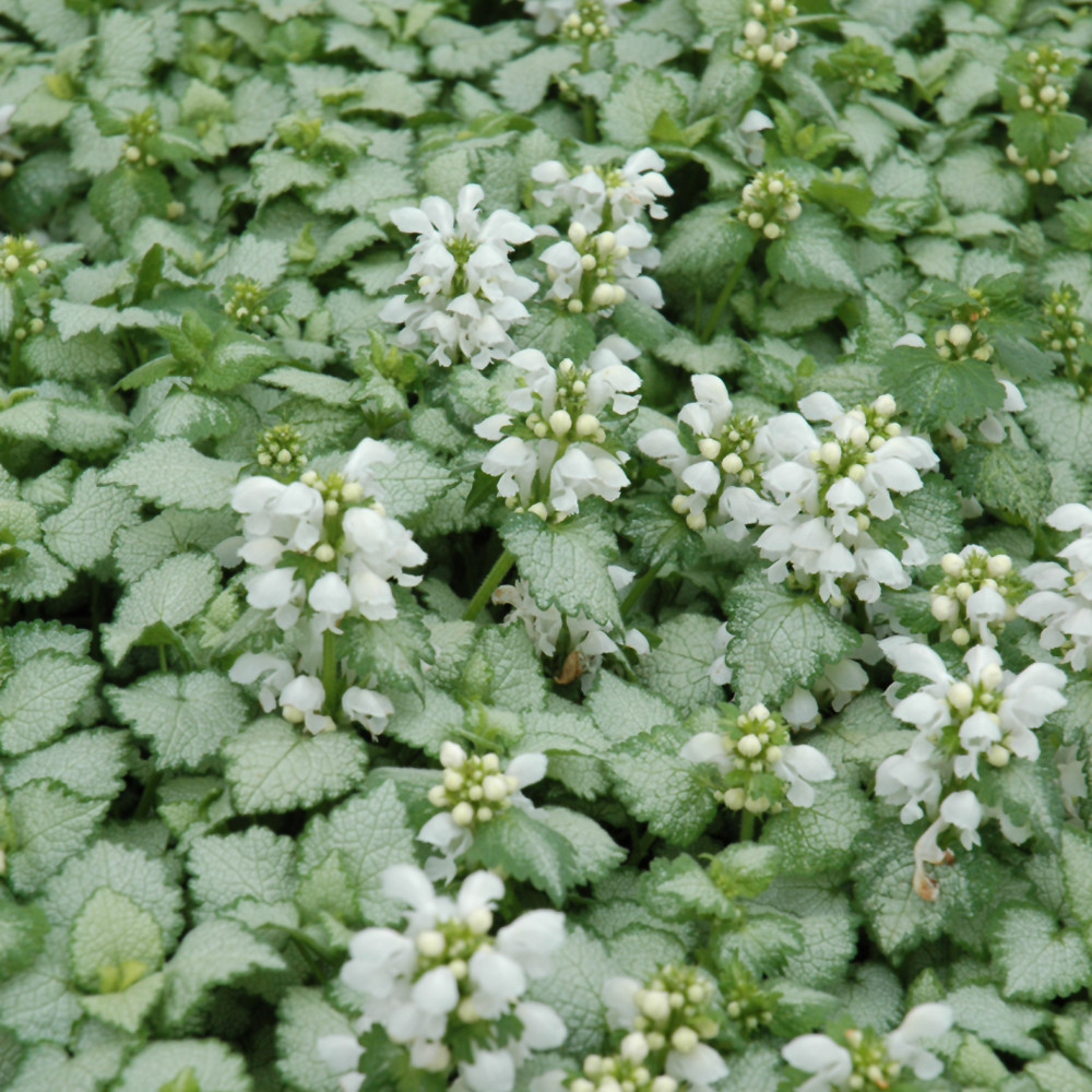 photos courtesy of NetPS Plant Finder