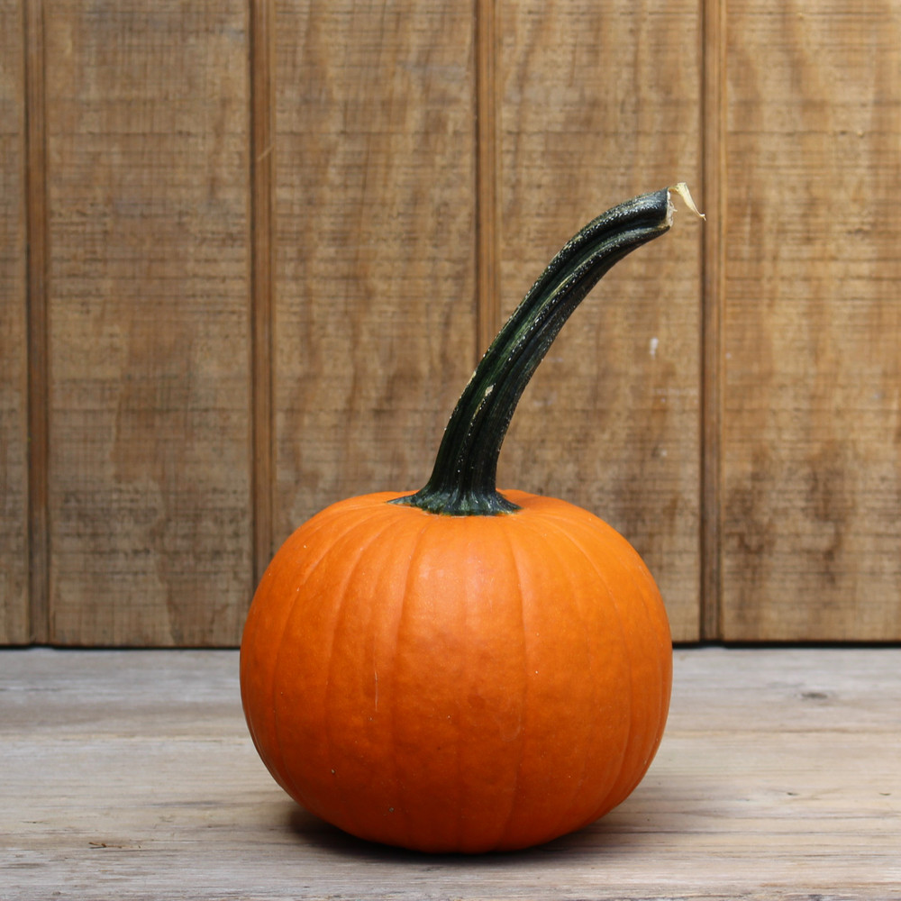 Fieldtrip Pumpkin