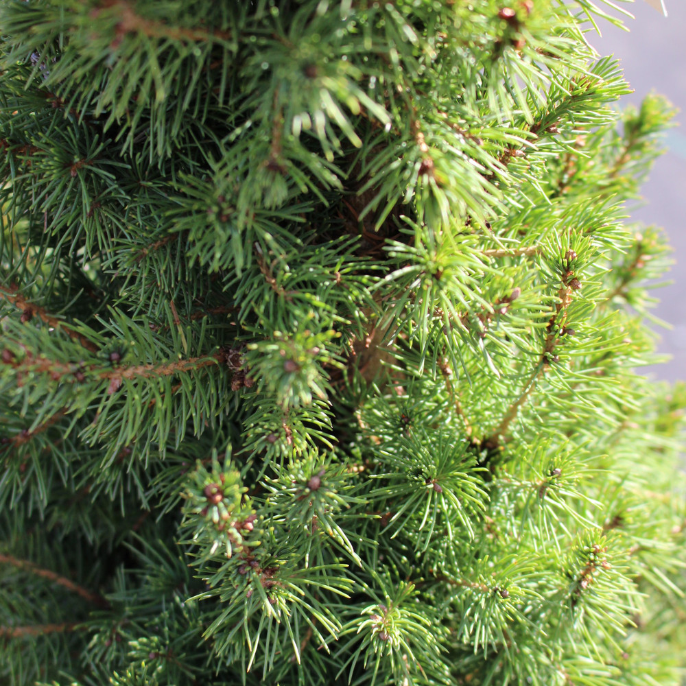 Dwarf Alberta Spruce - 1 Gallon