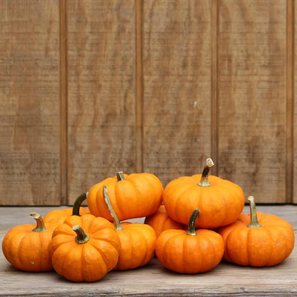 Jack - B - Little Gourd
