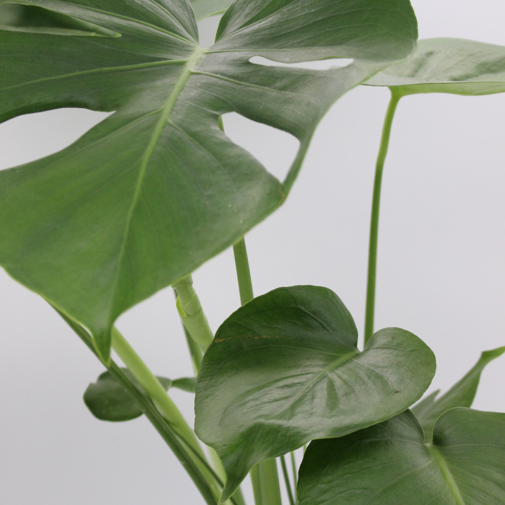 Monstera | Deliciosa