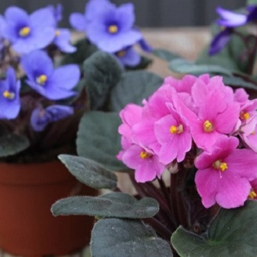 African Violet | 4"