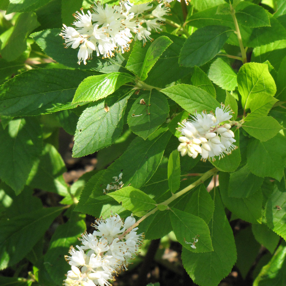 images courtesy of NetPS Plantfinder
