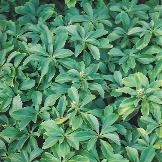 image courtesy of NetPS Plant Finder