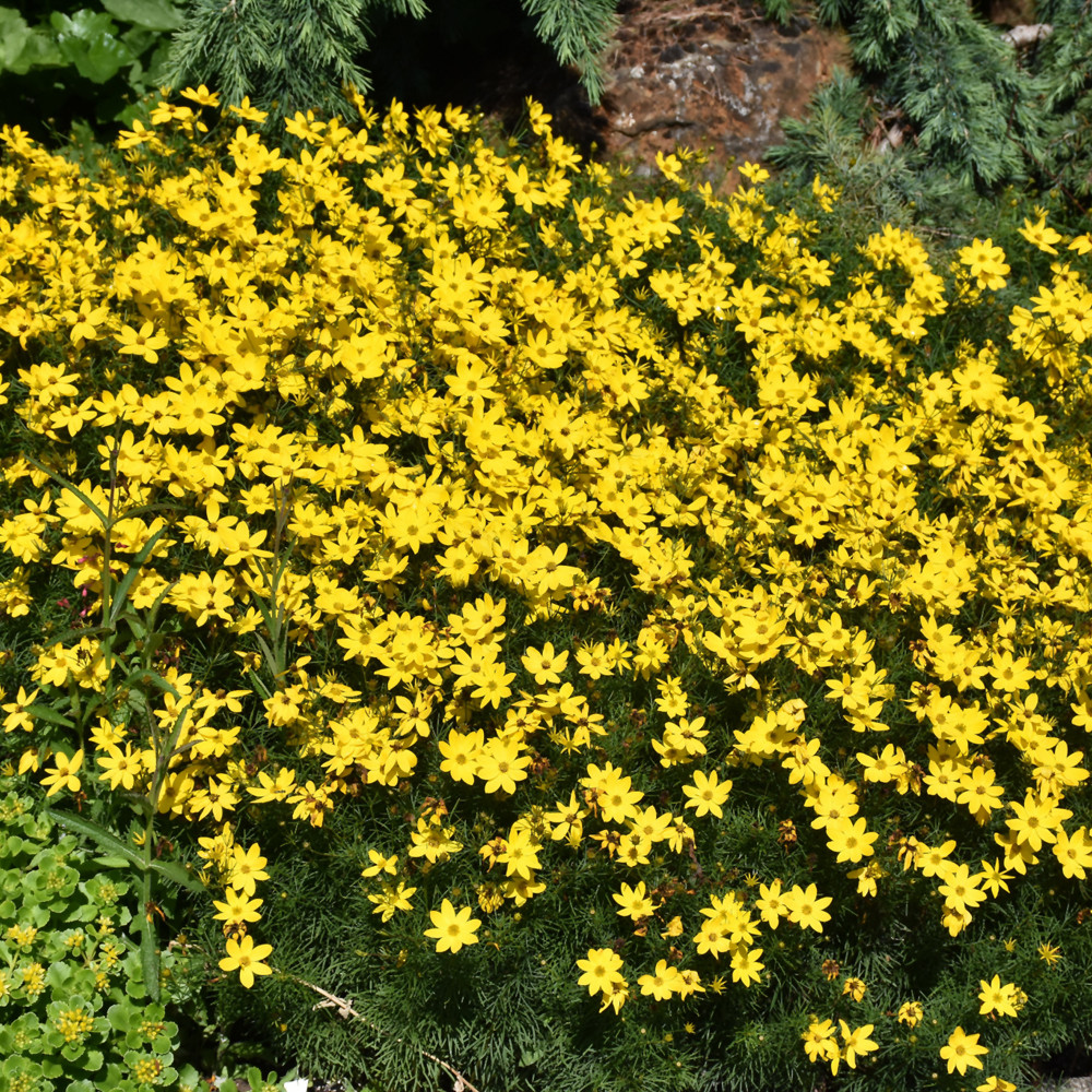 photos courtesy of NetPS Plant Finder