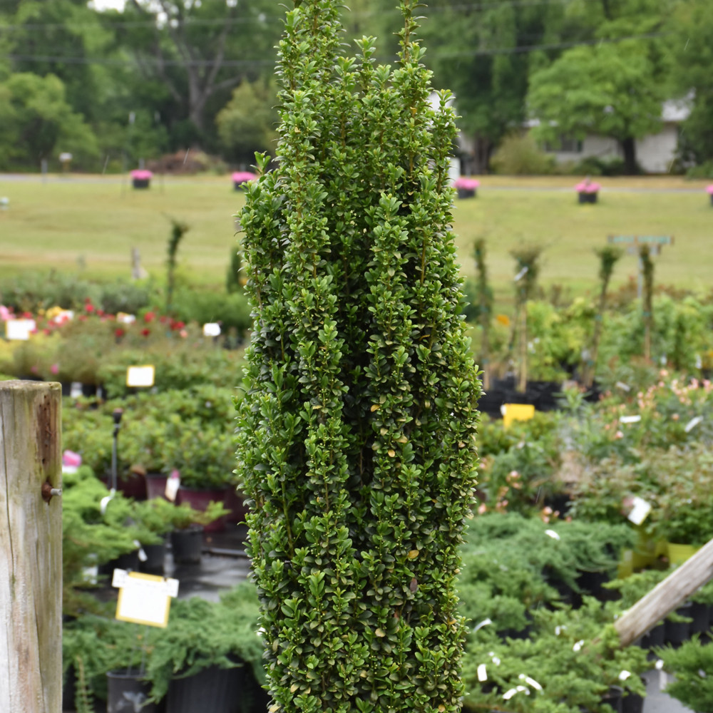 photos courtesy of NetPS Plant Finder