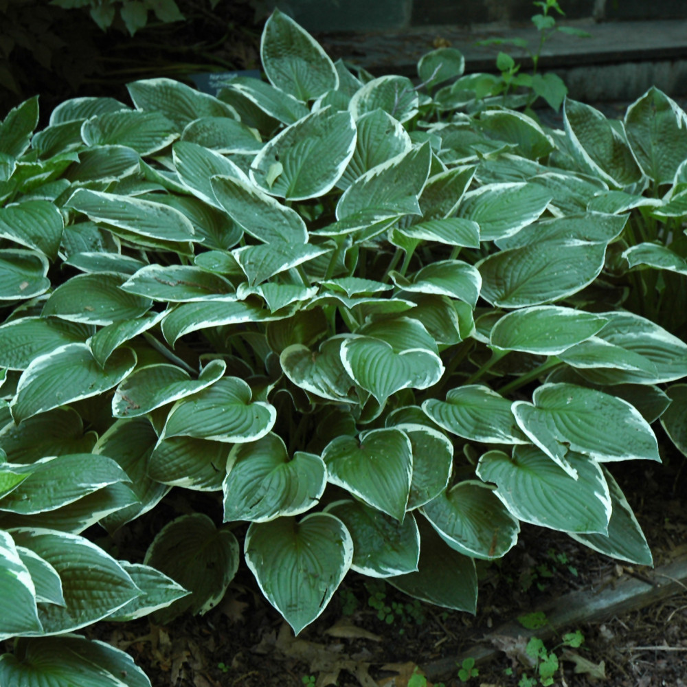 photos courtesy of NetPS Plant Finder