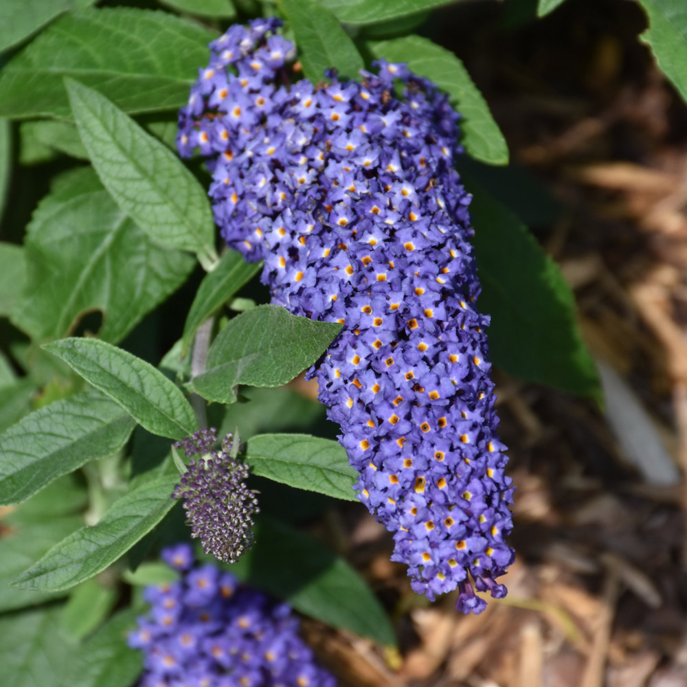 photos courtesy of NetPS Plantfinder