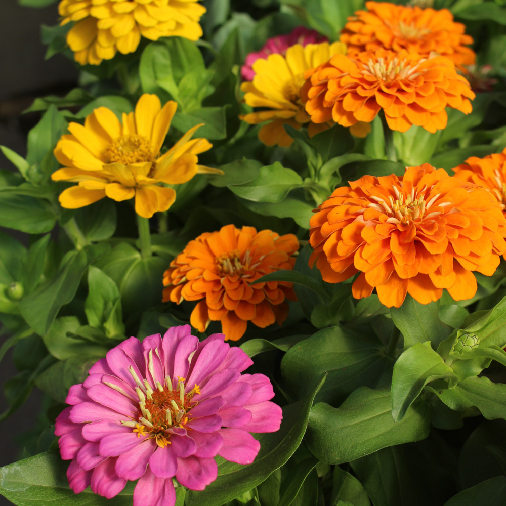 Zinnia 6" | Magellan
