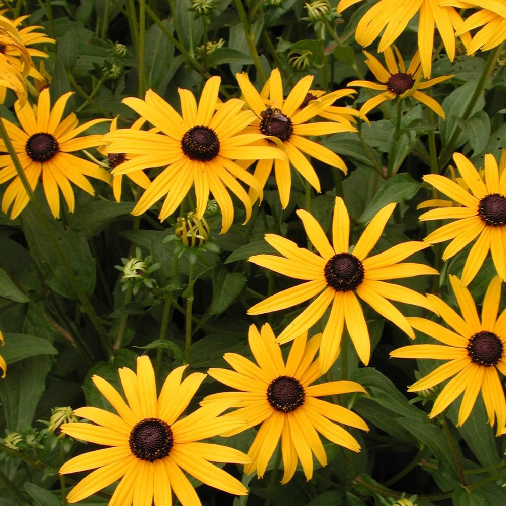 Black-Eyed Susan | Autumn
