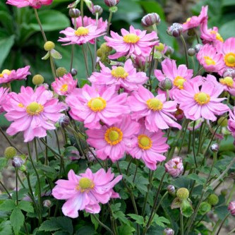 Japanese Windflower - 'Curtain Call Series'
