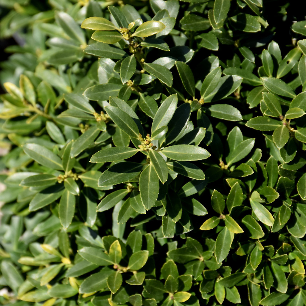 photos courtesy of NetPS Plant Finder