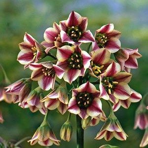 Mediterranean Bell Bulbs 15pk