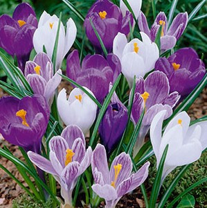 Crocus Bulb 15pk | Blue Moon