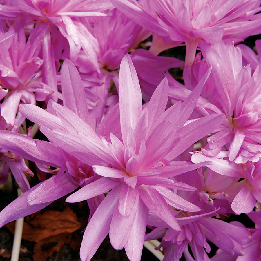 Giant Autumn Crocus Bulb 1pk | Colchicum Waterlily