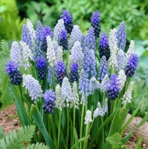 Hyacinth Bulb 5pk | Delft Blue Mix