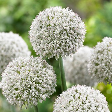 Allium Bulb 30pk | Ping Pong
