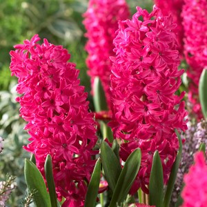 Hyacinth Bulb 5pk | Jan Bos